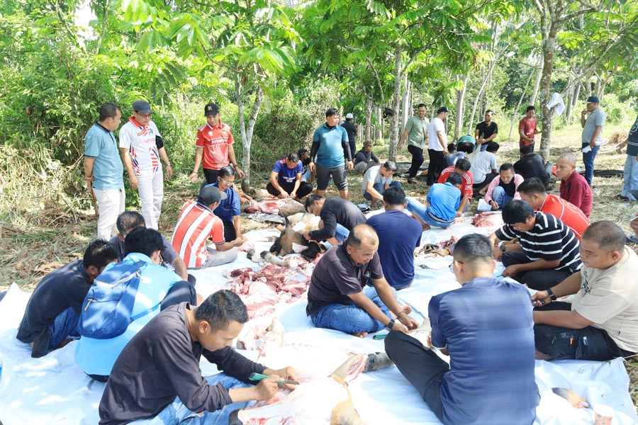 UPP Sembelih Tiga Ekor Sapi Qurban, Bupati Rohul Anton, ST, MM Turut Menjadi Pesertaqq